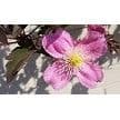 Clematis Montana Small Set of 2 Leaf cutters by Robert Haynes were £15.05 now less 35%  £9.78