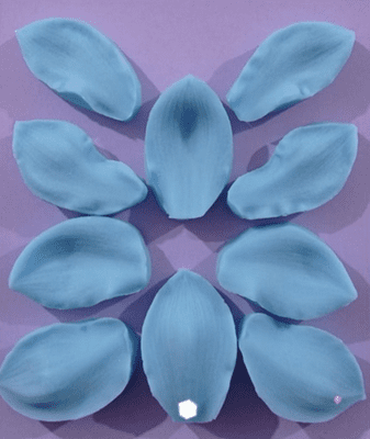 Cymbidium Orchid 5 Petal veiner set by Stefania Zelli