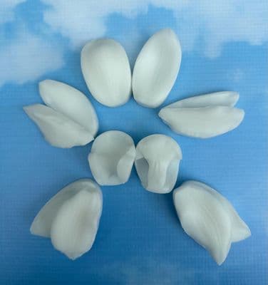 Cymbidium Orchid  Veiner Set by Sugar Design