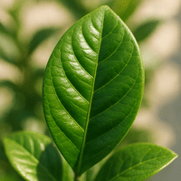 Gardenia Leaf Veiner Large By Simply Nature was £18.20 now with 40% discount £10.92