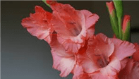Gladiolus Petal Veiner by Angeliza NO LONGER AVAILABLE