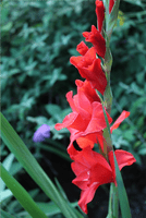 Gladiolus Petal Veiner by Angeliza NO LONGER AVAILABLE