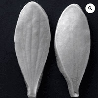 Mistletoe Large Leaf Veiner By Robert Haynes was £15.75 now less 35% £10.23