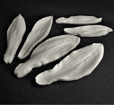 Northern Magnolia Petal Veiner Set Large By Simply Nature was £43.45 now with 40% discount is £26.07