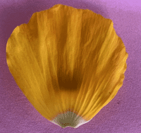 Poppy Peony Petal Veiner - £8.50