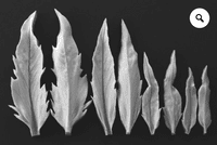 Scabious Leaf Veiner Set of 4 Leaves By Robert Haynes was £46.75 now less 35% £30.38