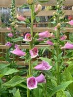 Small Foxglove veiner set by Angeliza