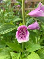 Small Foxglove veiner set by Angeliza