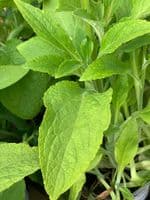 Small Foxglove veiner set by Angeliza