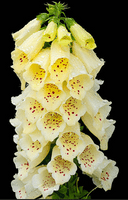 Small Foxglove veiner set by Angeliza. WAS £35.00 NOW £10.00