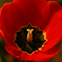 Tulip Centre Pistil Mould Veiner Small By Simply Nature was £15.85 now with 40% discount is £9.51