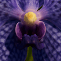 Vanda Orchid Petals & Throat Cutter Set By Simply Nature was £18.20 now with 40% dicsount is £10.92