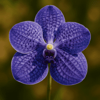 Vanda Orchid Petals & Throat Veiner Set By Simply Nature was £45.90 now with 40% discount is £27.54