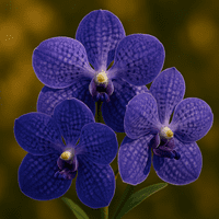 Vanda Orchid Petals & Throat Veiner Set By Simply Nature was £45.90 now with 40% discount is £27.54