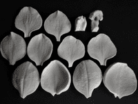 Vanda Orchid Petals & Throat Veiner Set By Simply Nature was £45.90 now with 40% discount is £27.54