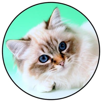 CAT 4x4 Spare Wheel Cover DECAL STICKER