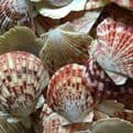 10 Pectin Macarensis Shells.