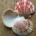 10 Pectin Macarensis Shells.