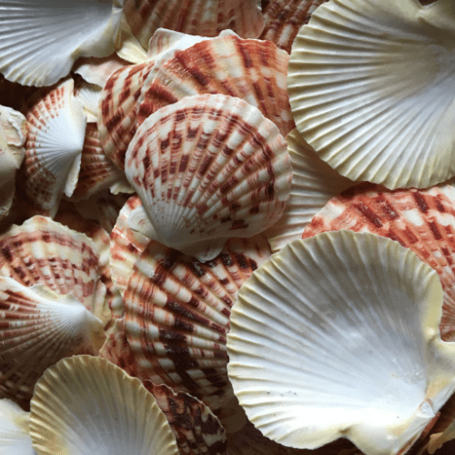 10 Pectin Macarensis Shells.