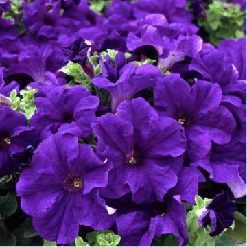 10.5cm Pots - Petunia Surfinia Blue