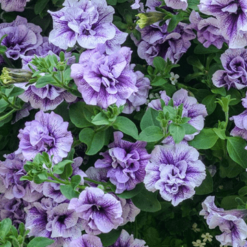 10.5cm Pots - Petunia Tumbelina Pricilla - Scented