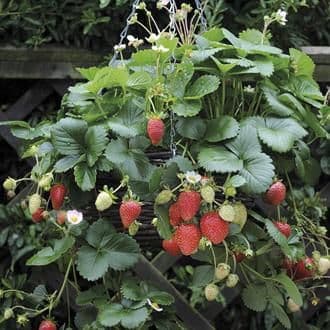 30cm Natural Willow Hanging Basket - Filled with Elsanta Strawberry plants