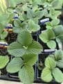 PRE ORDER - 30cm Natural Willow Hanging Basket  - Filled with F1  Mixed Strawberry plants.