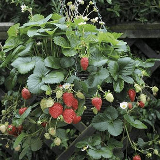 PRE ORDER - 30cm Natural Willow Hanging Basket - Filled with F1 Mixed Strawberry plants.