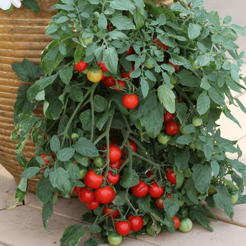 Pre Order 30cm Natural Willow Hanging Basket Filled with Tumbling