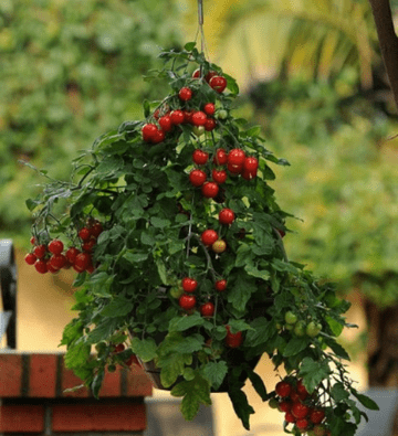 30cm Natural Willow Hanging Basket - Filled with Tumbling Tom Tomato Plants