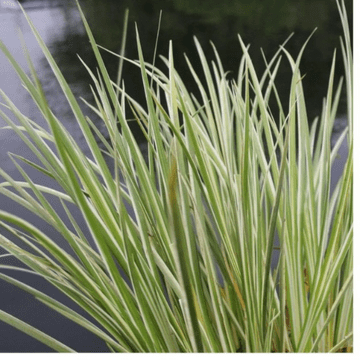 Acorus Graminus Variegata - 9cm pot