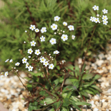 Androsace Septentrionalis Stardust