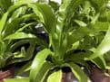 Asplenium Antiquum Bird's Nest Fern.