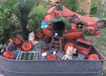 Autumn Butternut squash garden in a wheelbarrow