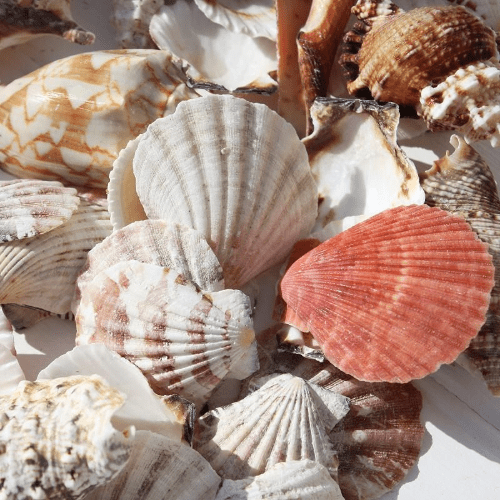 Bag of Mixed Sea Shells - 500g.