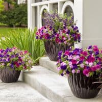 Bedding & Basket Plants