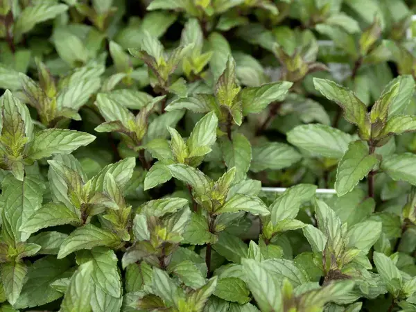 Black Pepper MInt   - 8.5cm Pot - Herb.