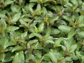 Black Pepper MInt - 8.5cm Pot - Herb