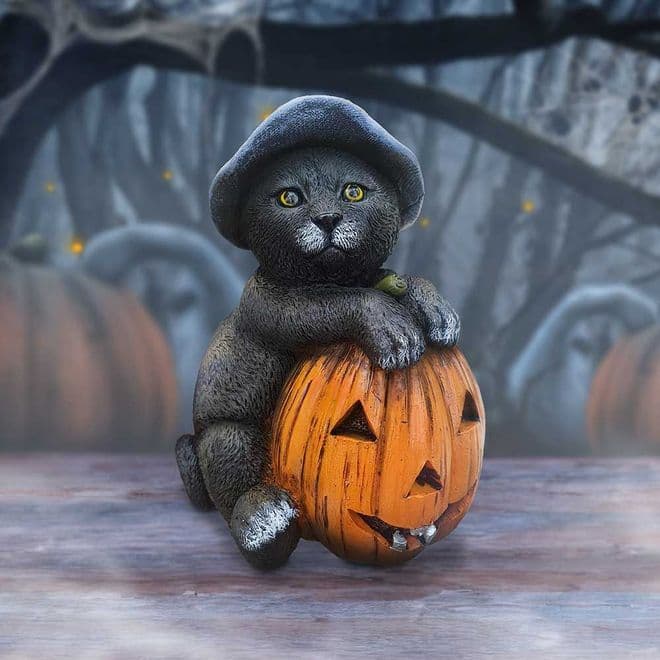 Boo The Pumpkin Cat.