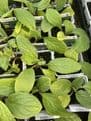 Borage  - 9cm Pot - Herb.