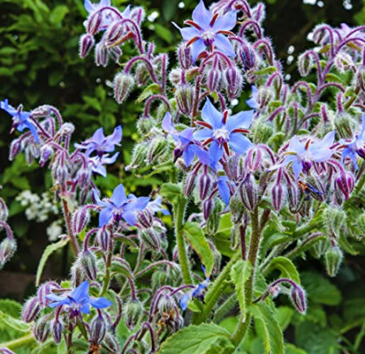 Borage - 9cm Pot - Herb.