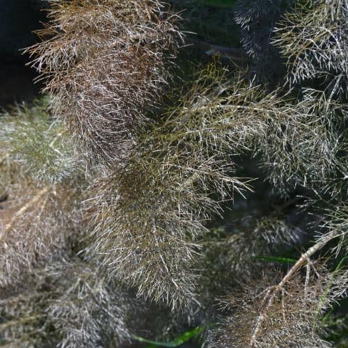 Bronze Fennel - 8.5cm Pot - Herb .