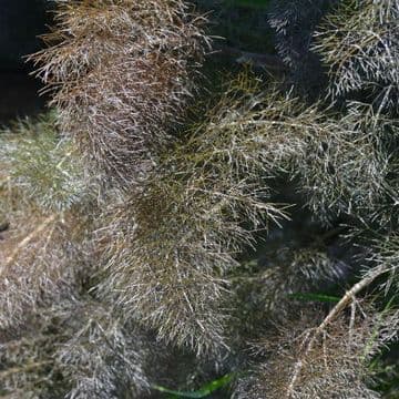 Bronze Fennel - 8.5cm Pot - Herb