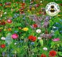 Butterfly & Bee Garden Seed mix - Shake & Sow Box  - 20,000 seeds.