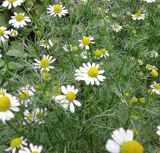 Chamomile - 8.5cm Pot - Herb.