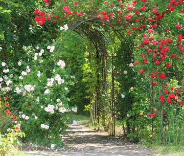 Climbing Rose - Bare Root - Ready to Plant Now - 7 to choose from