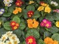Colourful Primrose  - Mixed pack of 6 plants - 10.5cm pots.