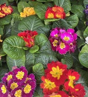 Colourful Primrose - Mixed Colours