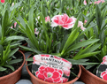 Colourful Scented Dianthus - 10cm Pots - Mixed colours.