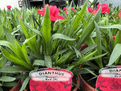 Colourful Scented Dianthus - 10cm Pots - Mixed colours.